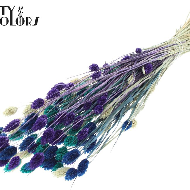 Gedroogde Phalaris | Scandinavische Mix | Kleur: Gemengde Kleuren | Kanariegras Droogbloemen | Lengte ± 60 centimeter | Gewicht 220 gram | Per bos