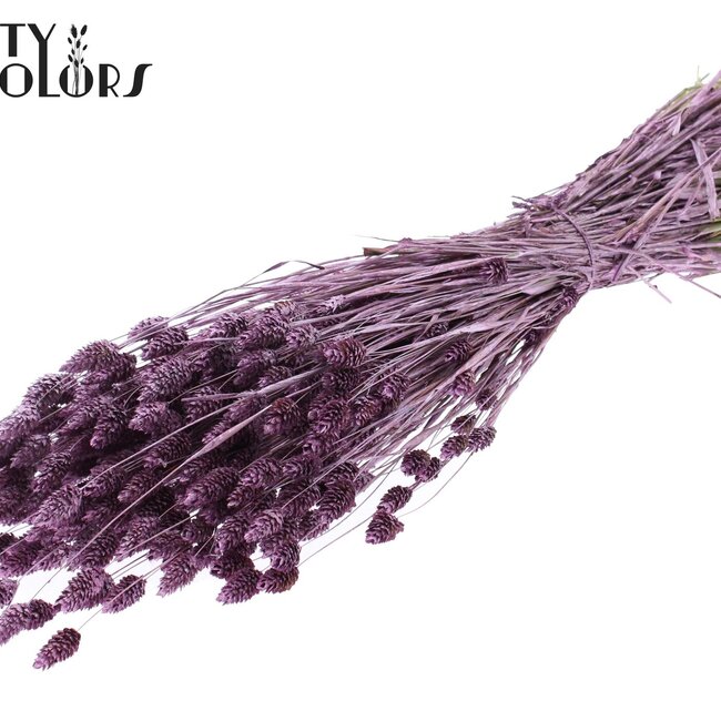 Phalaris séchée | Couleur : Rose Métallique | Herbe de canari Fleurs séchées | Longueur ± 60 centimètres | Poids 220 grammes | Par bouquet