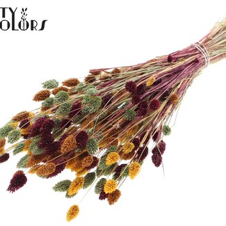 QC Phalaris séchée | Épice de citrouille | Couleur : Couleurs mélangées | Herbe canari Fleurs séchées | Longueur ± 60 centimètres | Poids 220 grammes | Par bouquet