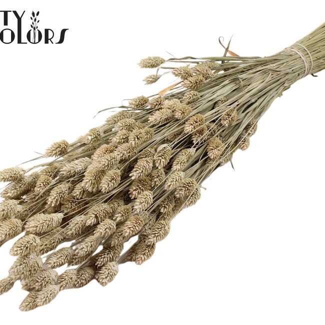 Gedroogde Phalaris | Kleur: Frosted Wit | Kanariegras Droogbloemen | Lengte ± 60 centimeter | Gewicht 220 gram | Per bos