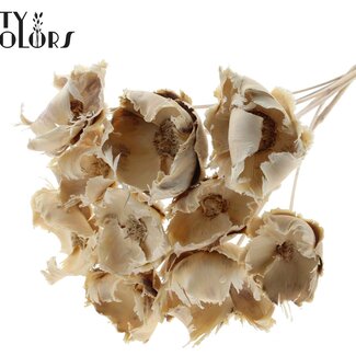 QC Dried Palm Cup on stem | Colour: White | Length ± 50 centimetres | Per 10 stems