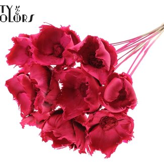 QC Dried Palm Cup on stem | Colour: Cherry-coloured | Length ± 50 centimetres | Per 10 stems