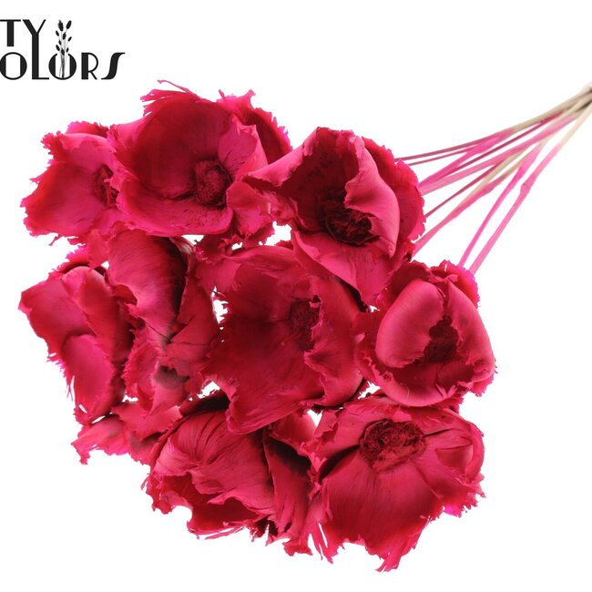 Palm Cup séchée sur tige | Couleur : Cerise | Longueur ± 50 centimètres | Par 10 tiges