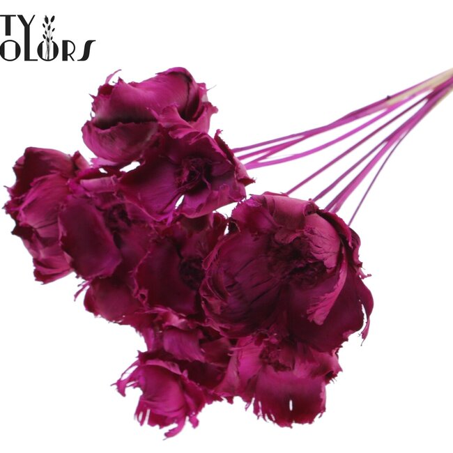 Dried Palm Cup on stem | Colour: Lilac | Length ± 50 centimetres | Per 10 stems