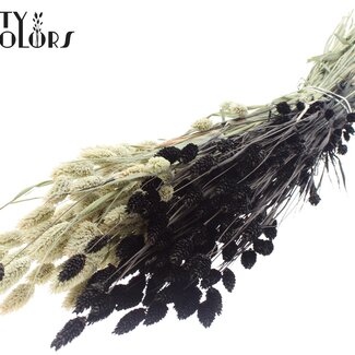 QC Gedroogde Phalaris | Kleur: Tweekleurig Zwart | Kanariegras Droogbloemen | Lengte ± 60 centimeter | Gewicht 220 gram | Per bos