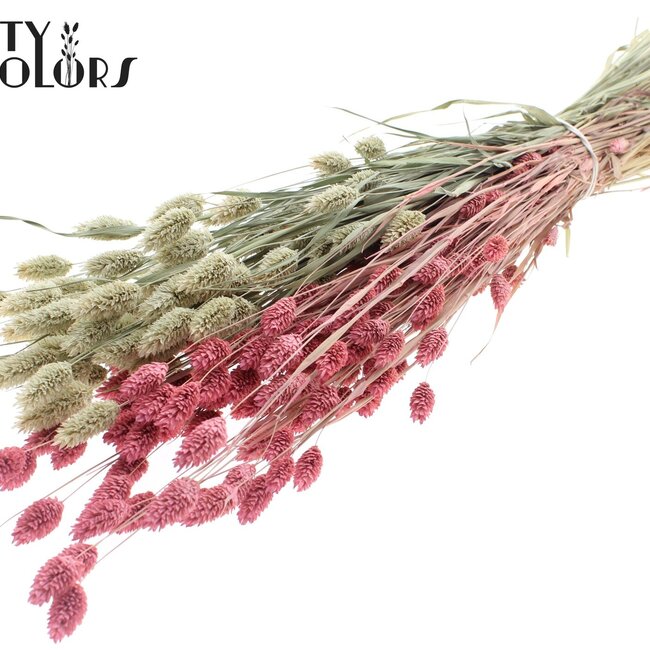 Getrocknete Phalaris | Farbe: Zweifarbig Frosted Rosa | Kanariengras Trockenblumen | Länge ± 60 Zentimeter | Gewicht 220 Gramm | Pro Bund