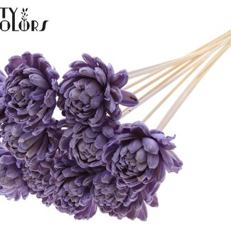 QC Shola Houten Rose sur tige | Couleur : Lilas laiteux | Shola New Beauty Rose Pique-fleur | Diamètre de la rose 8 centimètres | Longueur du pique-fleur ± 50 centimètres | Par 10 piques-fleurs