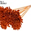 Shola Houten Rose sur tige | Couleur : Orange | Shola New Beauty Rose Pique-fleur | Diamètre de la rose 8 centimètres | Longueur du pique-fleur ± 50 centimètres | Par 10 piques-fleurs