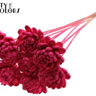 QC Shola Wooden Rose on Stick | Colour: Cherry | Shola New Beauty Rose Stick | Rose Diameter 8 centimetres | Stick Length ± 50 centimetres | Per 10 sticks