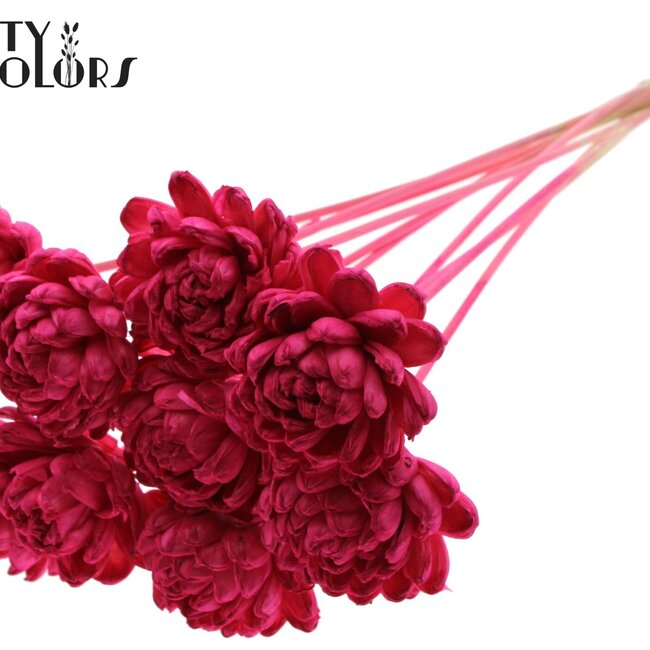 Shola Houten Roos op stok | Kleur: Kerskleurig | Shola New Beauty Rose Bijsteker | Diameter roos 8 centimeter | Lengte bijsteker ± 50 centimeter | Per 10 bijstekers