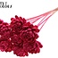 Shola Wooden Rose on Stick | Colour: Cherry | Shola New Beauty Rose Stick | Rose Diameter 8 centimetres | Stick Length ± 50 centimetres | Per 10 sticks