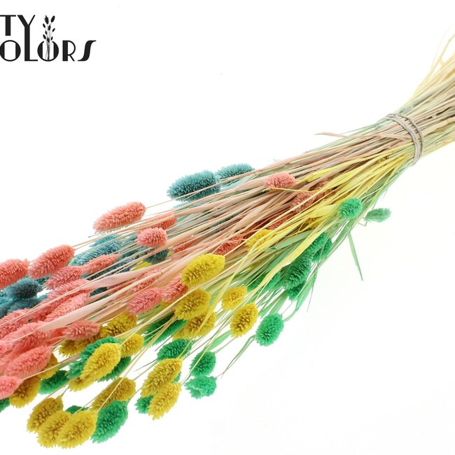 Gedroogde Phalaris | Pastel Fluor | Kleur: Gemengde Kleuren | Kanariegras Droogbloemen | Lengte ± 70 centimeter | Gewicht 220 gram | Per bos