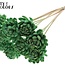 Shola Houten Roos sur tige | Couleur : Vert menthe | Shola New Beauty Rose Pique-fleur | Diamètre de la rose 8 centimètres | Longueur du pique-fleur ± 50 centimètres | Par 10 piques-fleurs