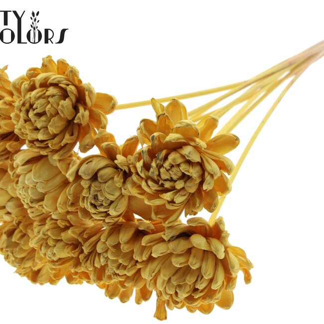 Shola Houten Roos op stok | Kleur: Geel | Shola New Beauty Rose Bijsteker | Diameter roos 8 centimeter | Lengte bijsteker ± 50 centimeter | Per 10 bijstekers