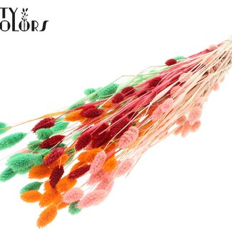 QC Getrocknete Phalaris | Fluor Sorbet | Farbe: Gemischte Farben | Kanariengras Trockenblumen | Länge ± 70 Zentimeter | Gewicht 220 Gramm | Pro Bund