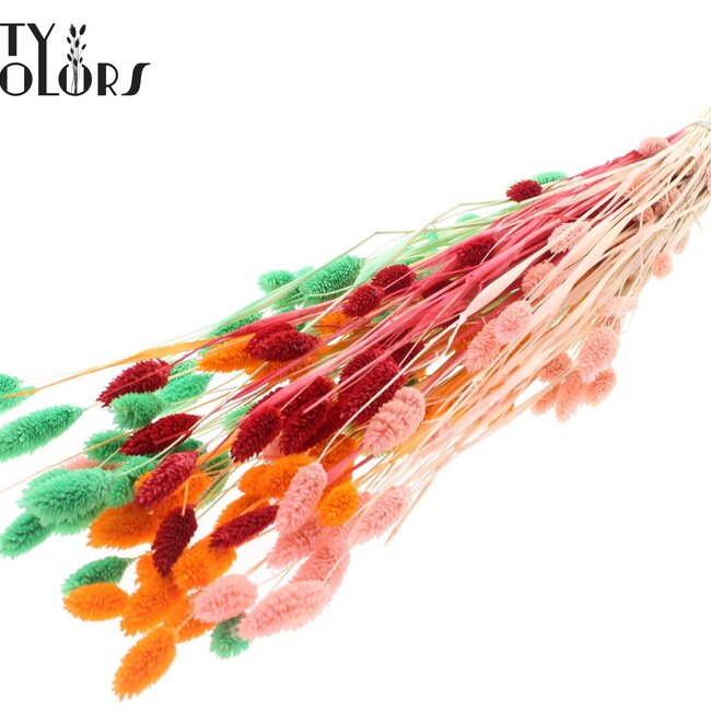 Phalaris séchée | Sorbet Fluor | Couleur : Couleurs mélangées | Fleurs séchées de canari | Longueur ± 70 centimètres | Poids 220 grammes | Par bouquet