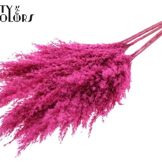 QC Gedroogde Pampas Pluimen | Kleur: Frosted Kerskleurig | Pampas Droogbloemen | Lengte ± 100 centimeter | 5 pluimen per bos | Per bos