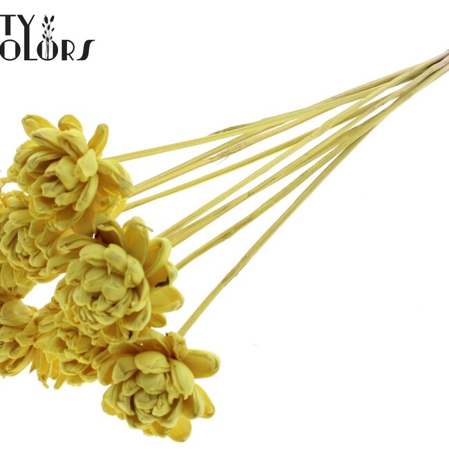 Shola Wooden Rose on Stick | Colour: Yellow | Shola New Beauty Rose Stick | Rose Diameter 6 centimetres | Stick Length ± 50 centimetres | Per 10 sticks
