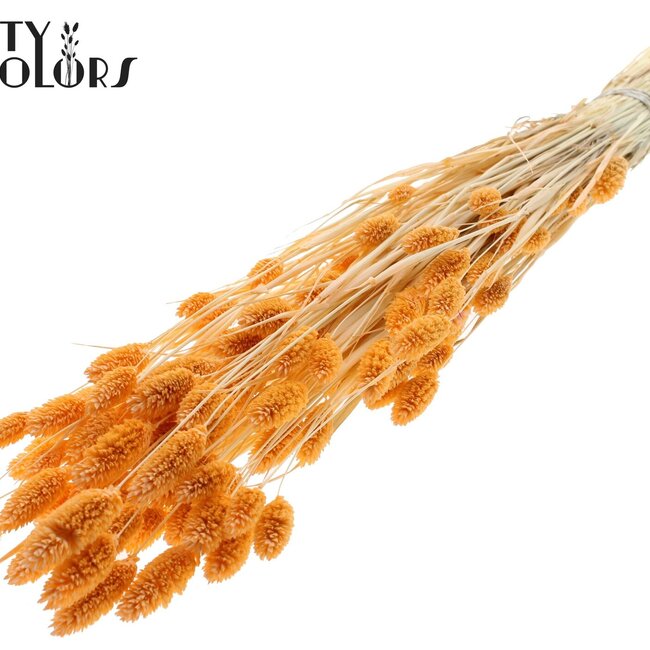 Phalaris séchée | Couleur : Saumon intense | Fleurs séchées de canche | Longueur ± 70 centimètres | Poids 220 grammes | Par bouquet