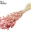 Dried Phalaris | Colour: Intense Frosted Pink | Canary Grass Dried Flowers | Length ± 60 centimetres | Weight 220 grams | Per bunch