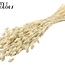 Dried Phalaris | Colour: Intense Frosted White | Canary Grass Dried Flowers | Length ± 70 centimetres | Weight 220 grams | Per bunch