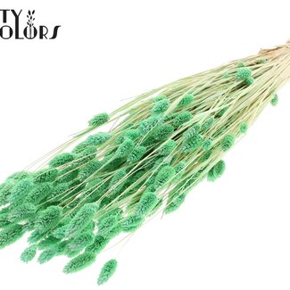 QC Gedroogde Phalaris | Kleur: Intens Mintgroen | Kanariegras Droogbloemen | Lengte ± 70 centimeter | Gewicht 220 gram | Per bos