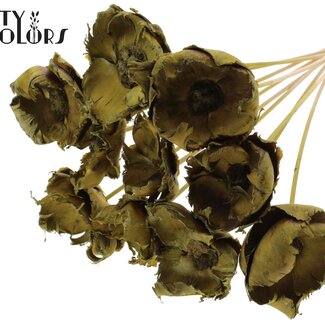 QC Dried Palm Cup on stem | Colour: Olive green | Length ± 50 centimetres | Per 10 stems