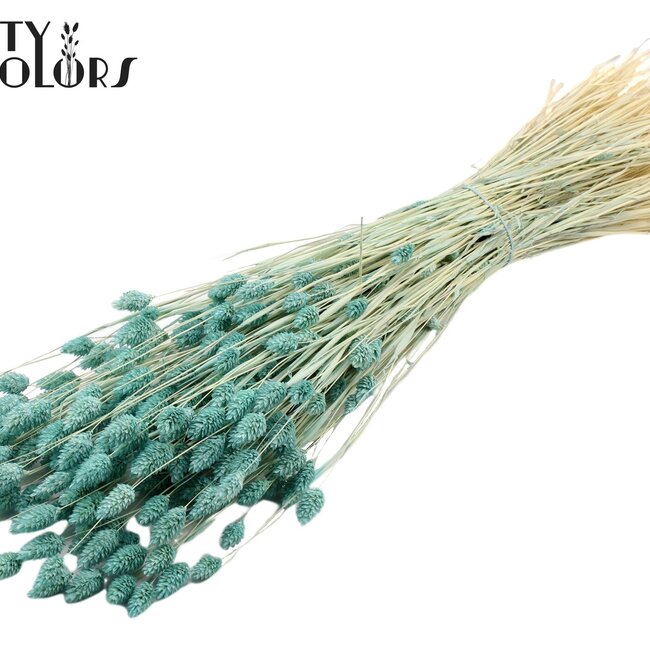 Dried Phalaris | Colour: Intense Frosted Light Blue | Canary Grass Dried Flowers | Length ± 70 centimetres | Weight 220 grams | Per bunch