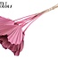 Dried Palm Spear Heart-Shaped | Colour: Light Pink | Length ± 45 centimetres | Per 10 stems