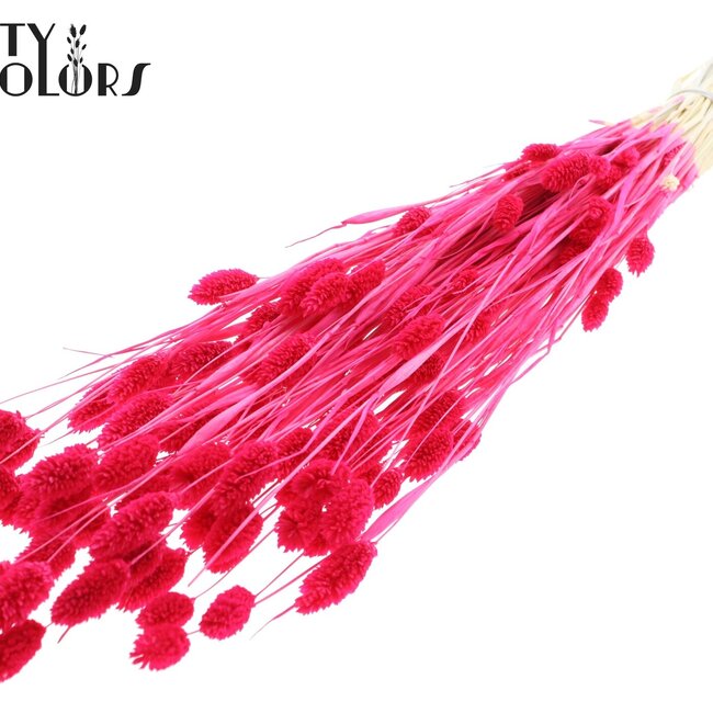 Dried Phalaris | Colour: Intense Cherry Colour | Canary Grass Dried Flowers | Length ± 70 centimetres | Weight 220 grams | Per bunch