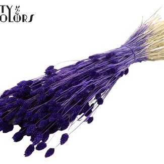 QC Phalaris séchée | Couleur : Violet intense | Herbe à canaris Fleurs séchées | Longueur ± 70 centimètres | Poids 220 grammes | Par bouquet
