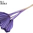 Gedroogde Palm Spear Hartvormig | Kleur: Milkapaars | Lengte ± 45 centimeter | Per 10 takken
