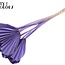 Gedroogde Palm Spear Hartvormig | Kleur: Milkapaars | Lengte ± 45 centimeter | Per 10 takken