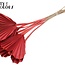 Gedroogde Palm Spear Hartvormig | Kleur: Koraalkleurig | Lengte ± 45 centimeter | Per 10 takken
