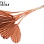 Dried Palm Spear Heart-Shaped | Colour: Salmon | Length ± 45 centimetres | Per 10 stems