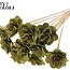 Shola Houten Roos op stok | Kleur: Olijfgroen | Shola Beetal Rose Bijsteker | Diameter roos 8 centimeter | Lengte bijsteker ± 50 centimeter | Per 10 bijstekers