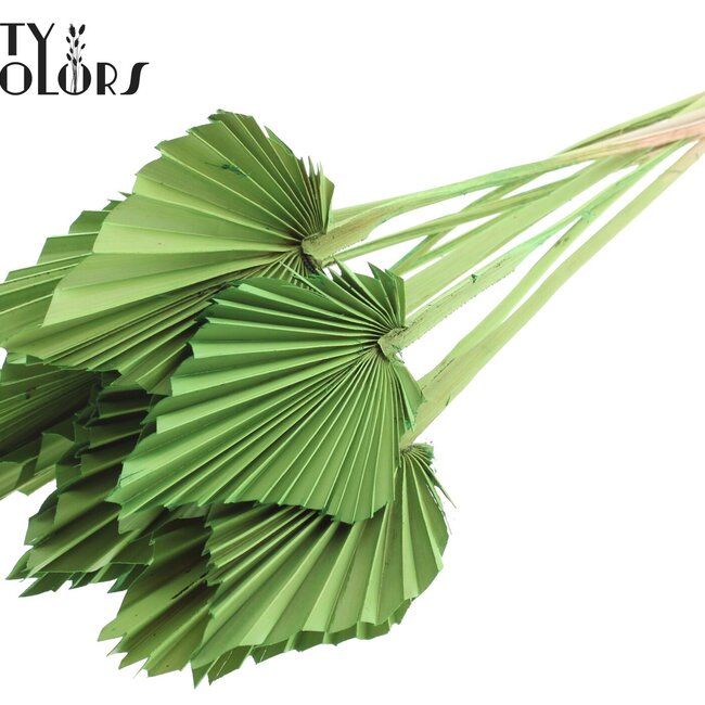 Dried Palm Spear | Colour: Light Green | Spear-shaped Palm Leaves | Length ± 50 centimetres | Per 10 stems