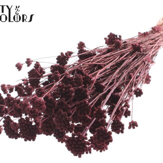QC Dried Lona | Colour: Bordeaux Red | Lonas Annua Dried Flowers | Length ± 50 centimetres | Per bunch