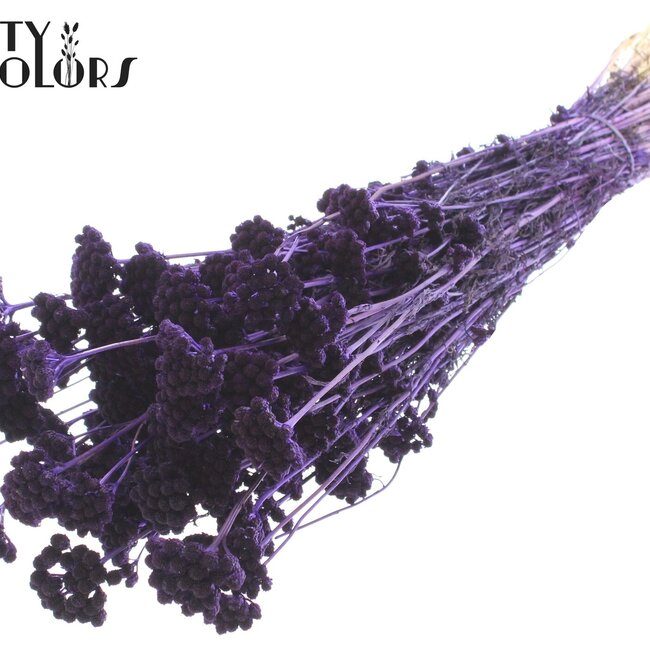 Lona séchée | Couleur : Violet | Lonas Annua Fleurs séchées | Longueur ± 50 centimètres | Par bouquet