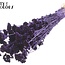 Lona séchée | Couleur : Violet | Lonas Annua Fleurs séchées | Longueur ± 50 centimètres | Par bouquet