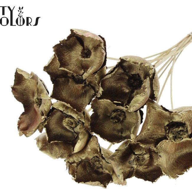 Dried Palm Cup on stem | Colour: Gold | Length ± 50 centimetres | Per 10 stems