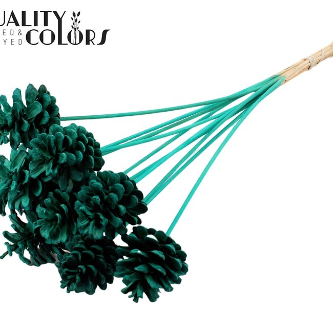 Dennenappel op stok | Kleur: Intens Turquoise | Diameter dennenappel 5 - 7 centimeter | Lengte ± 50 centimeter | Per 10 bijstekers