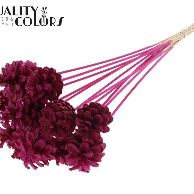 Dennenappel op stok | Kleur: Intens Lilakleurig | Diameter dennenappel 5 - 7 centimeter | Lengte ± 50 centimeter | Per 10 bijstekers