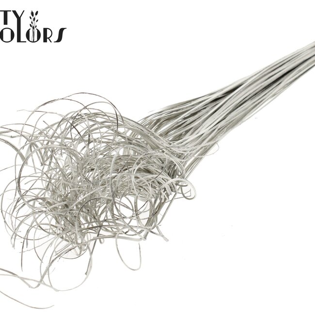 Feuille de Palmier Séchée Nerf | Curly Ting Ting | Couleur : Platine | Décoration Sèche | Longueur ± 70 centimètres | Par 100 branches