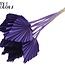 Palmier séché en forme de lance | Couleur : Violet | Feuilles de palmier en forme de lance | Longueur ± 50 centimètres | Par 10 branches