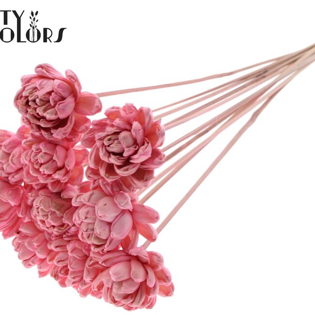 Shola Houten Rose sur tige | Couleur : Rose clair | Shola New Beauty Rose Pique-fleur | Diamètre de la rose 6 centimètres | Longueur du pique-fleur ± 50 centimètres | Par 10 piques-fleurs