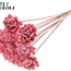 Shola Wooden Rose on Stick | Colour: Light Pink | Shola New Beauty Rose Stick | Rose Diameter 6 centimetres | Stick Length ± 50 centimetres | Per 10 sticks