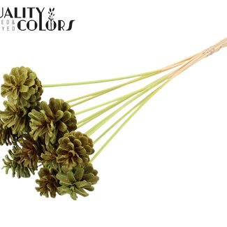 QC Dennenappel op stok | Kleur: Intens Mintgroen | Diameter dennenappel 5 - 7 centimeter | Lengte ± 50 centimeter | Per 10 bijstekers
