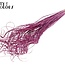 Gedroogd Palmblad Nerf | Curly Ting Ting | Kleur: Lilakleurig | Droogdecoratie | Lengte ± 70 centimeter | Per 100 takken