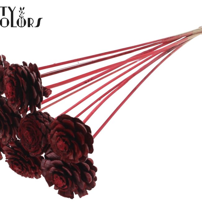 Half Pine Cone on Stick | Colour: Red | Pine cone diameter 5 - 7 centimetres | Length ± 50 centimetres | Per 10 picks